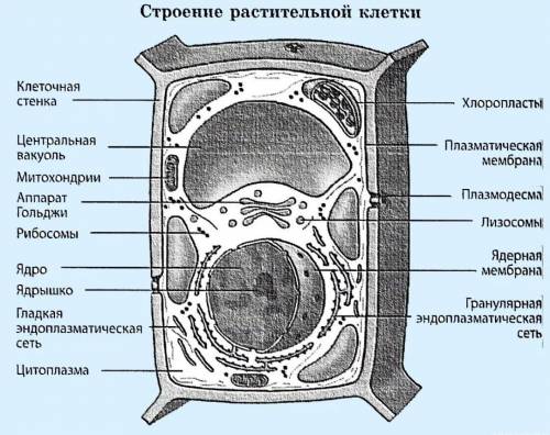 Вставь название органеллы, хранящей генетическую информацию. (Вписать в именительном падеже.) ответ: