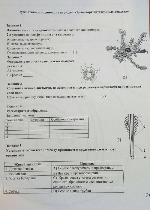 Cор по Биологии 2 четверть решить