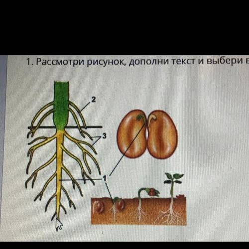 1. Рассмотри рисунок дополнить текст и выбери верные подписи к нему При прорастания семени первым ра