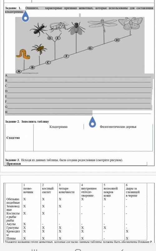 Опишите,   характерные признаки животных, которые использованы для составления кладограммы.  A  B C 