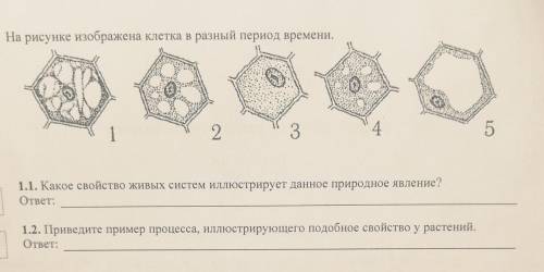 На рисунке изображена клетка в разный период времени.о23451.1. Какое свойство живых систем иллюстрир