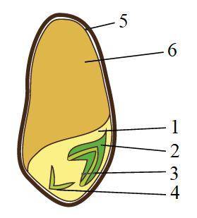 Рассмотри рисунок и ответь на вопрос Что на рисунке обозначено цифрой 4? Эндосперм Стебелёк Семенная