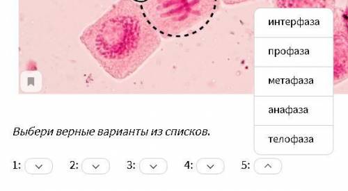 Все в картинках описано (Нужно смотря на картинку расставить клеточный цикл)